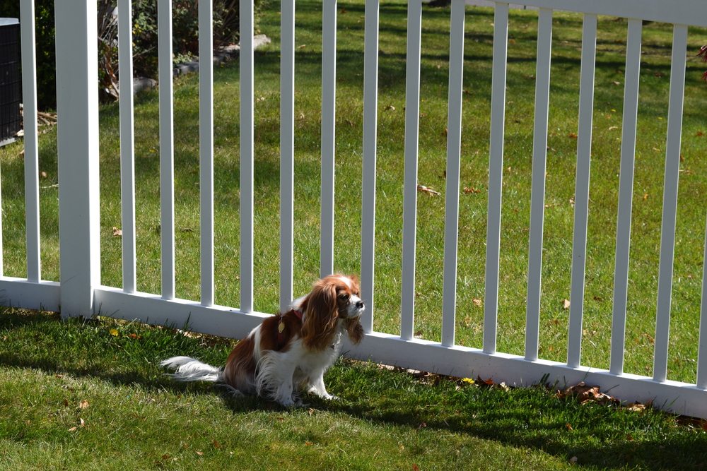White,vinyl,fence,with,dog